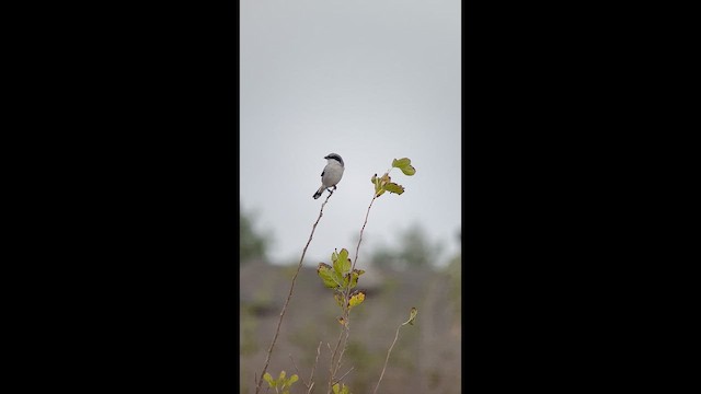 Сорокопуд американський - ML645756256