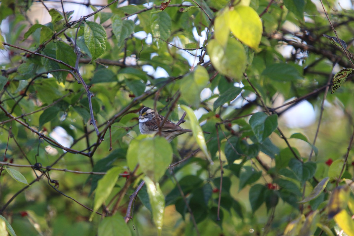 White-throated Sparrow - ML645756262