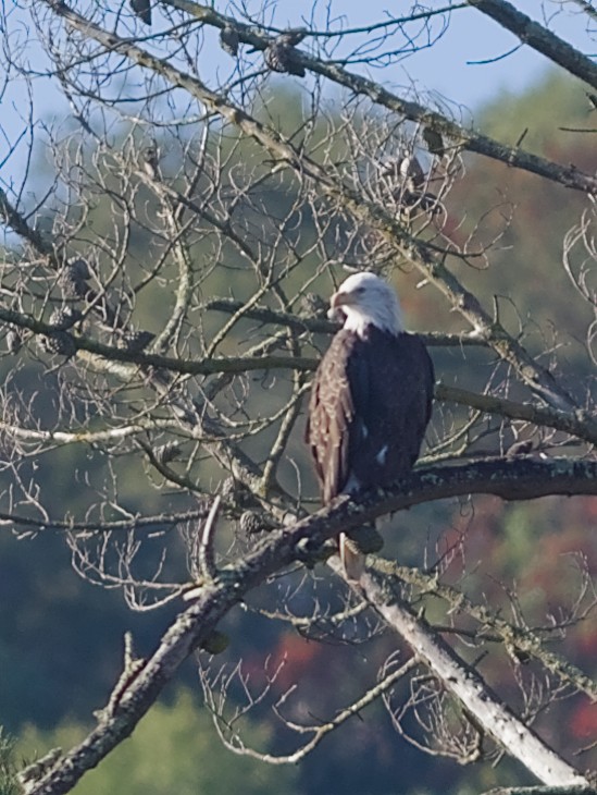 Bald Eagle - ML645756264