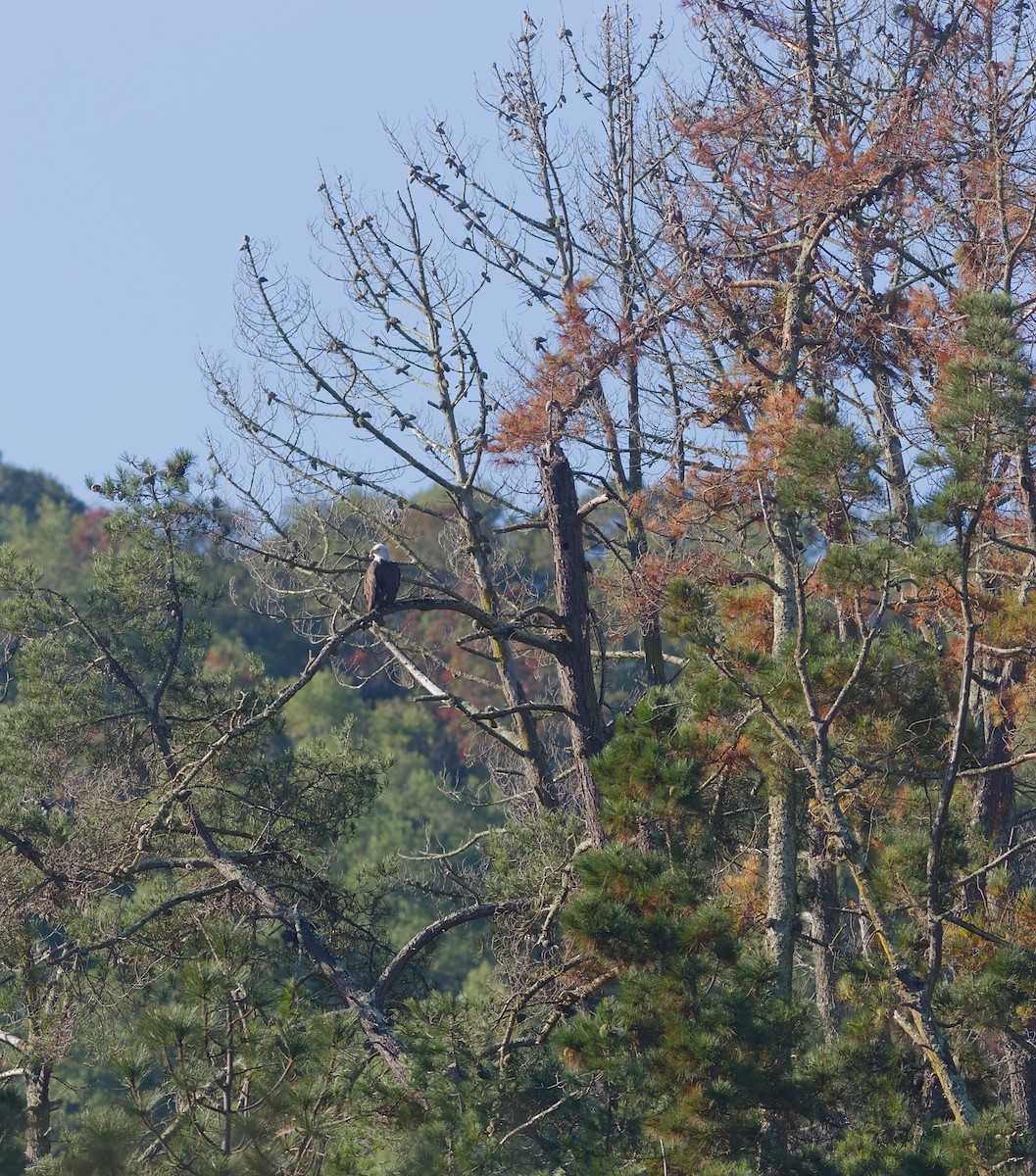 Bald Eagle - ML645756265