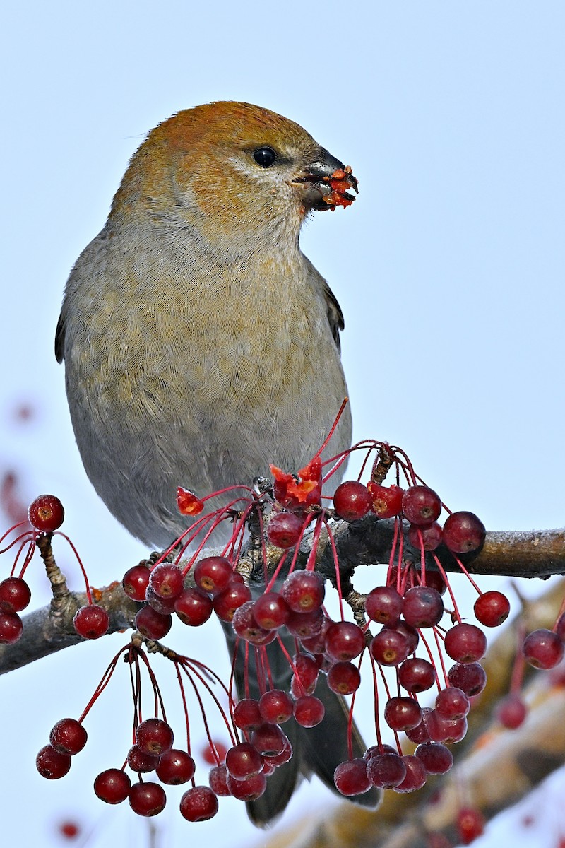 Смеречник тайговий - ML645756286
