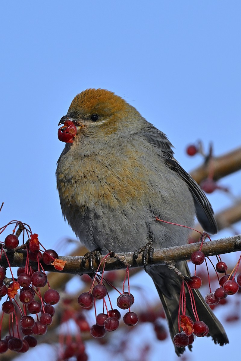 Смеречник тайговий - ML645756287