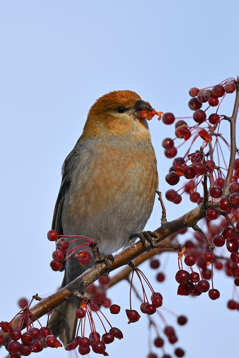 Смеречник тайговий - ML645756288