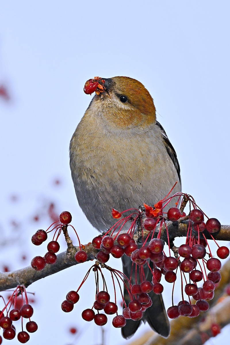 Смеречник тайговий - ML645756289