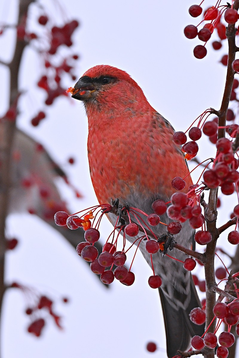 Смеречник тайговий - ML645756293