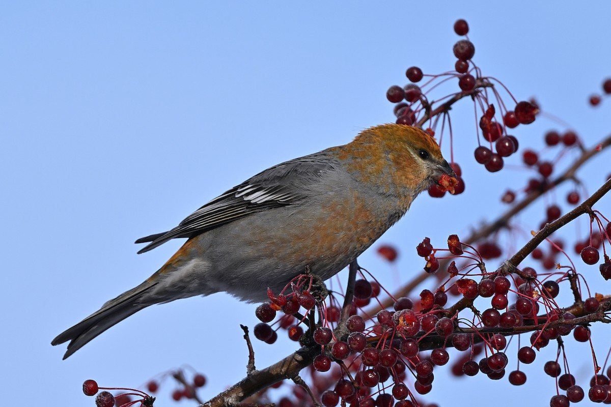 Смеречник тайговий - ML645756294