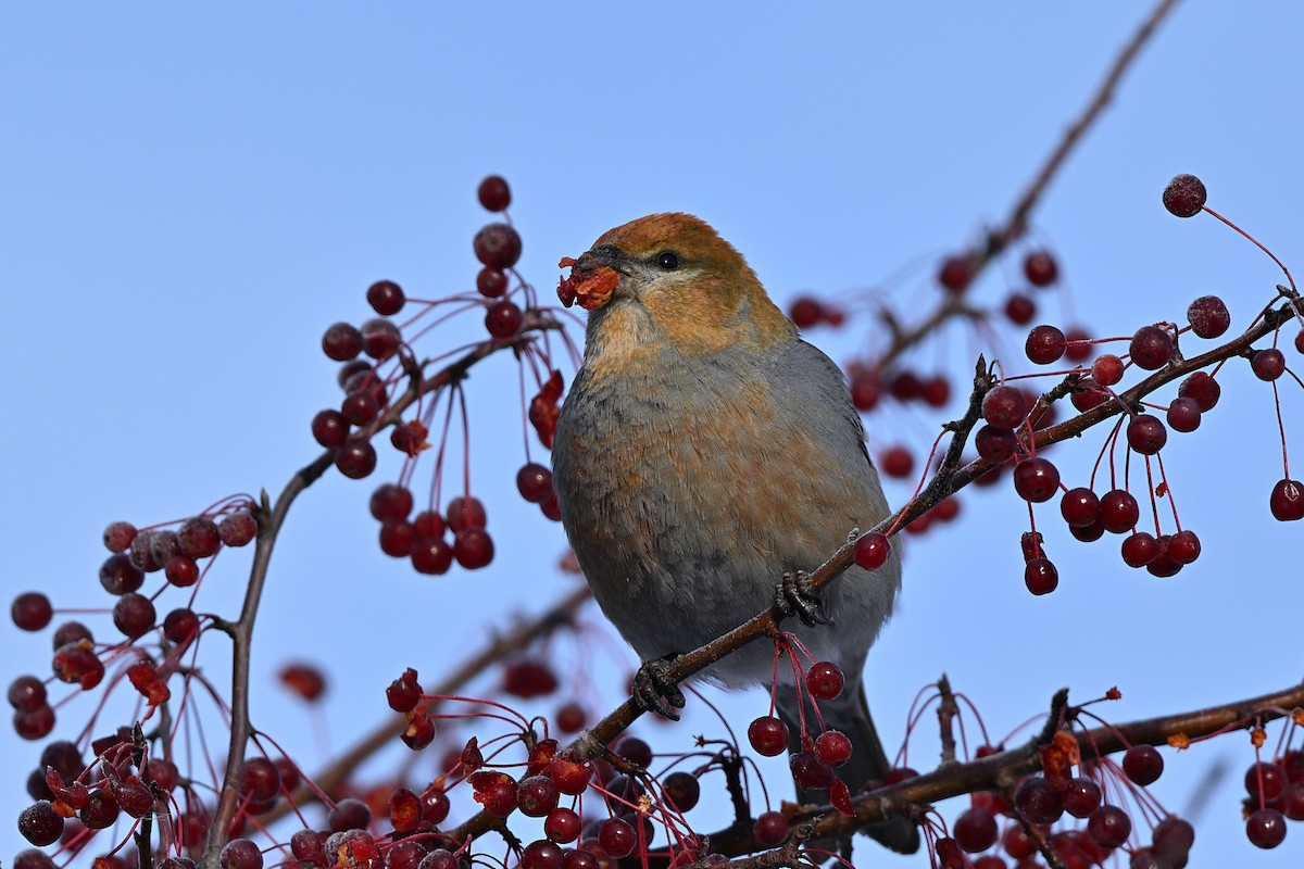 Смеречник тайговий - ML645756295