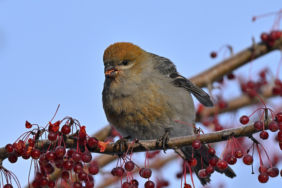 Смеречник тайговий - ML645756296