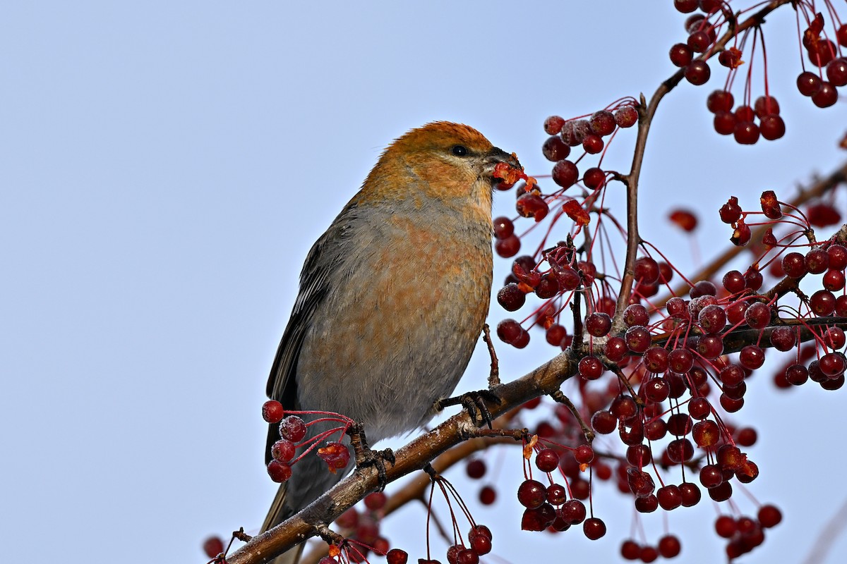 Смеречник тайговий - ML645756297