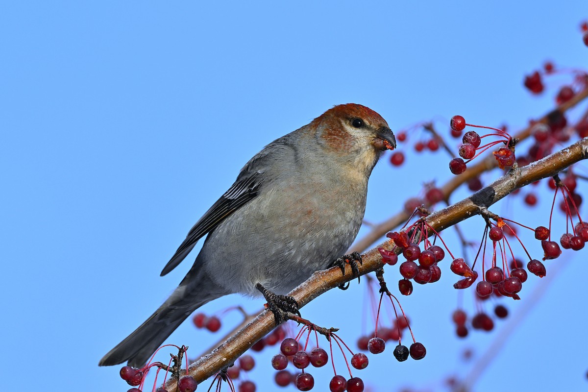 Смеречник тайговий - ML645756298