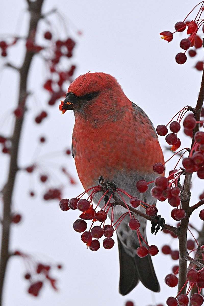 Смеречник тайговий - ML645756299