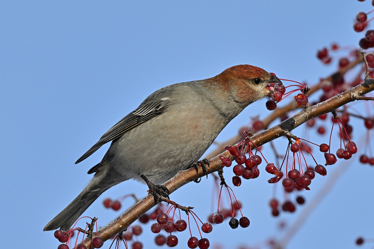 Смеречник тайговий - ML645756300