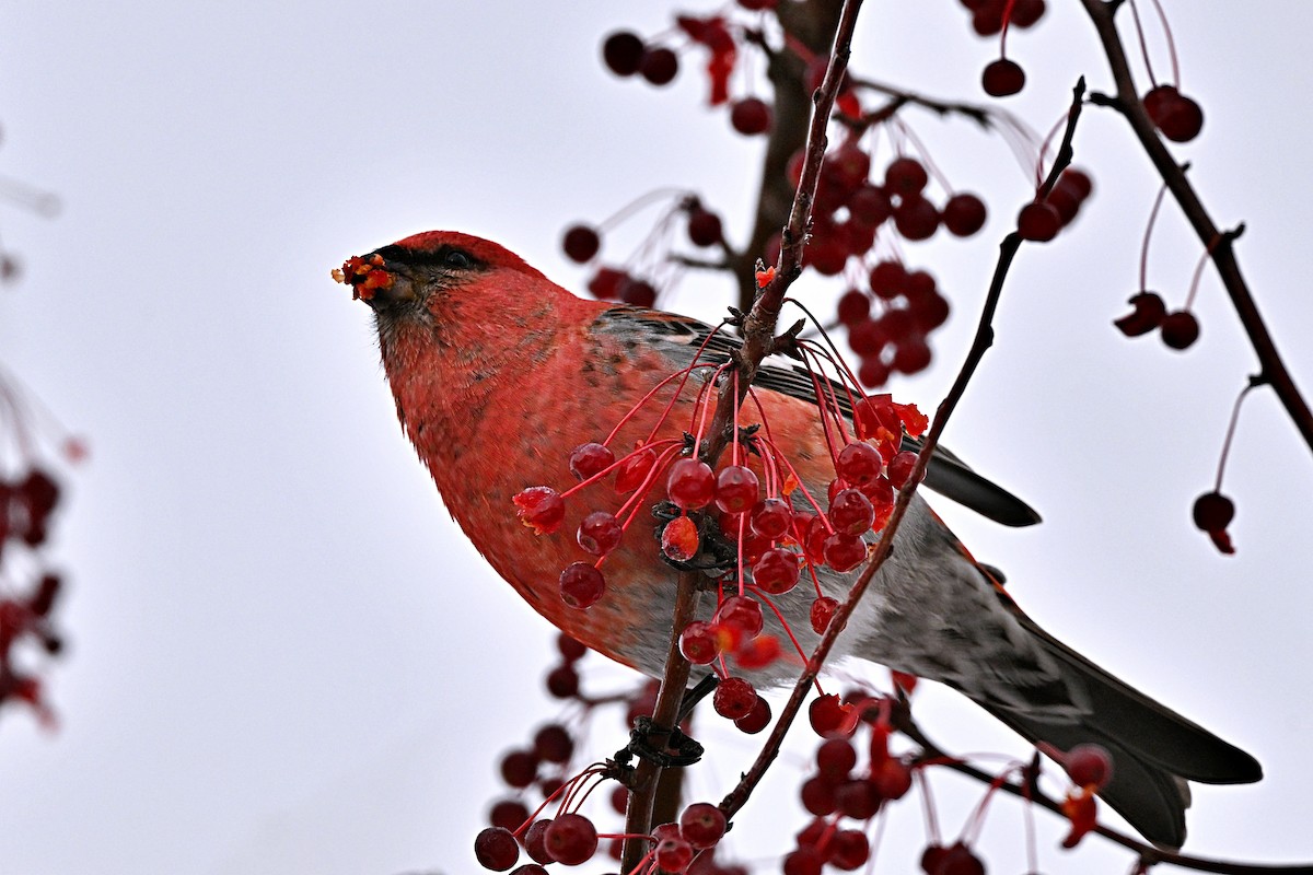 Смеречник тайговий - ML645756301