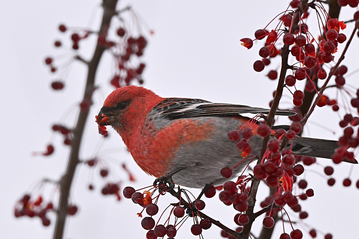 Смеречник тайговий - ML645756302