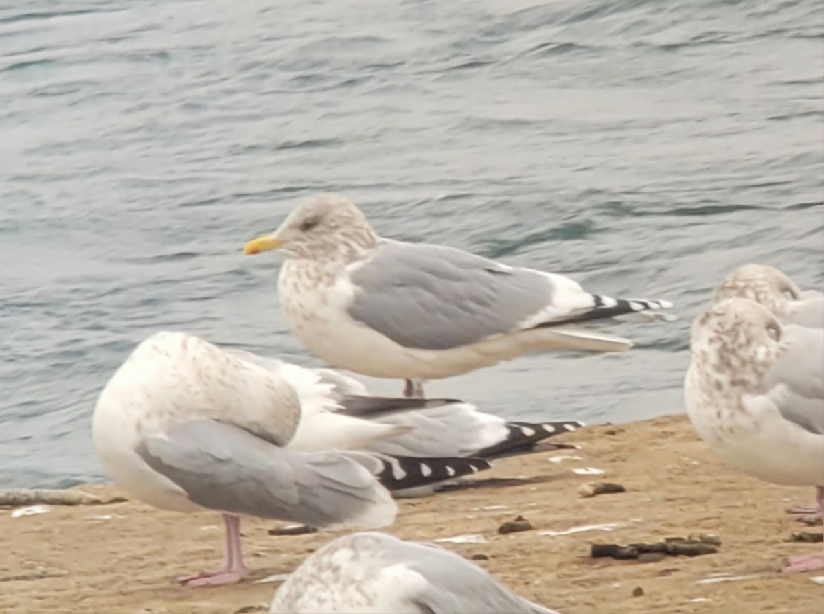 Iceland Gull (Thayer's) - ML645756303