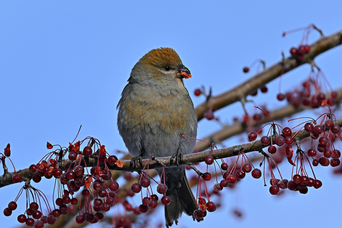 Смеречник тайговий - ML645756304