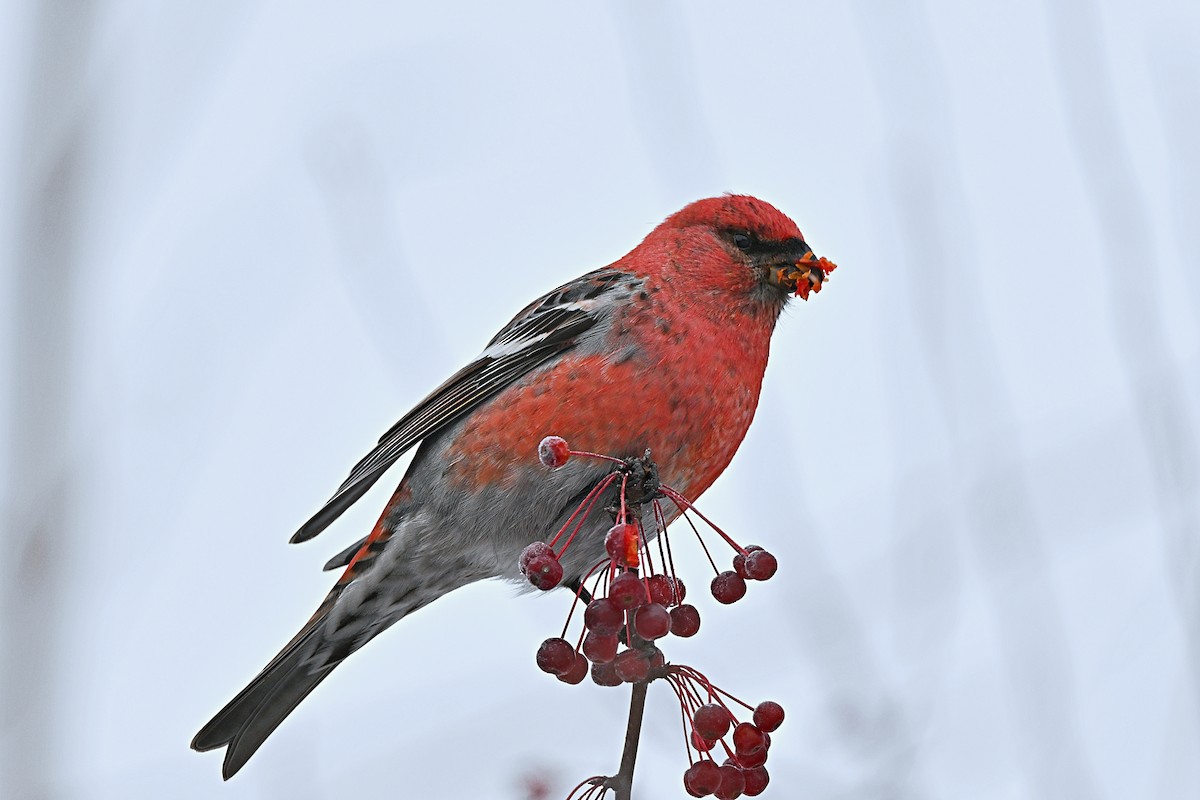 Смеречник тайговий - ML645756305