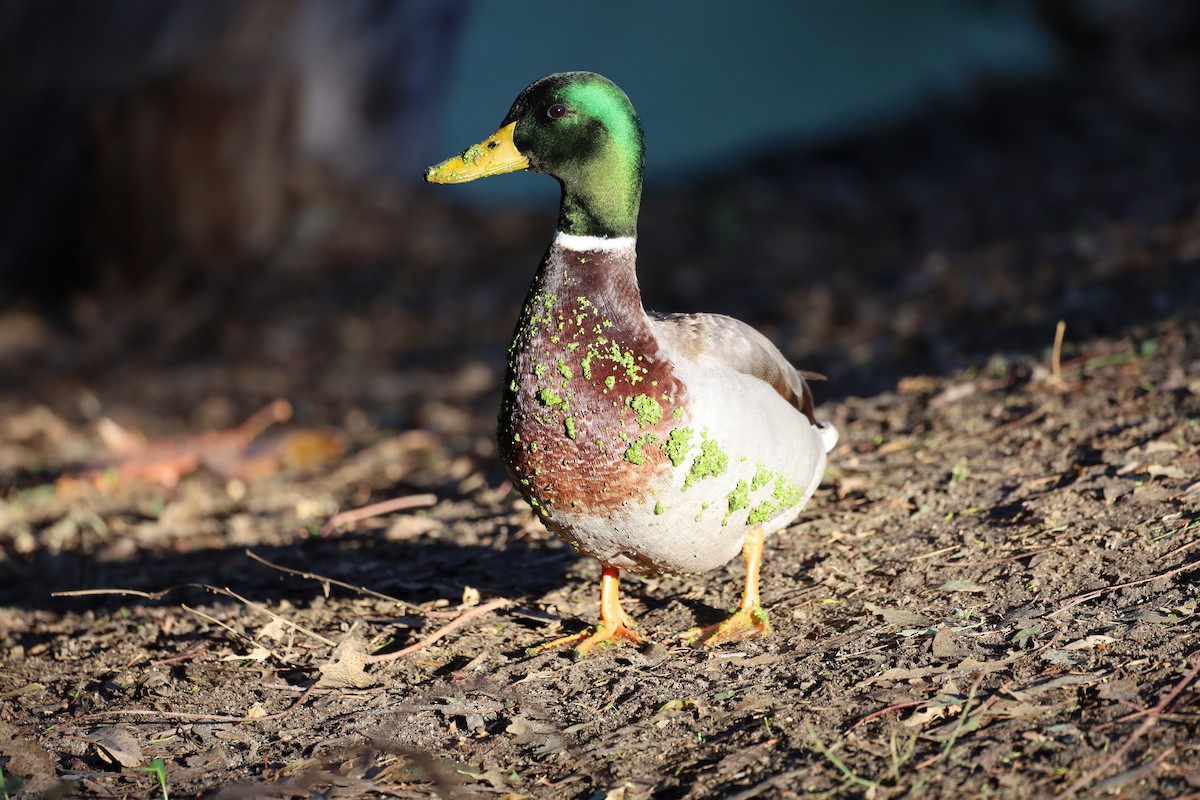 Mallard - ML645756316
