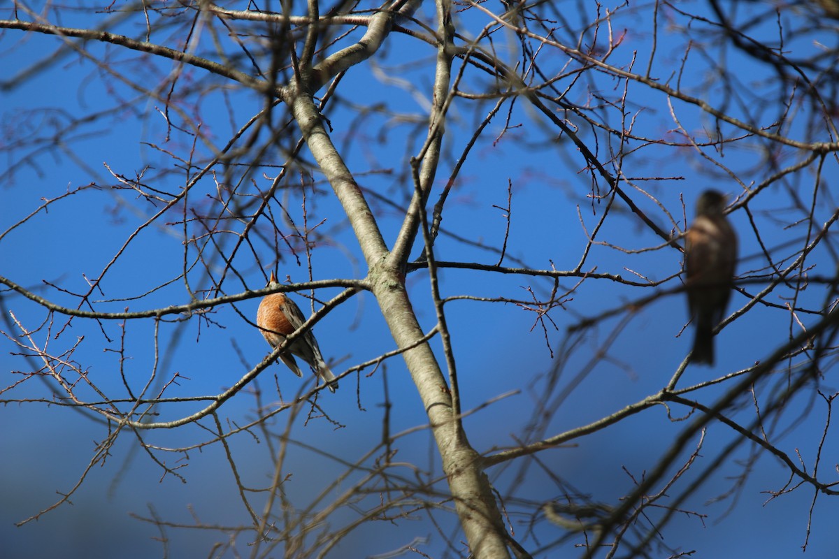 American Robin - ML645756330