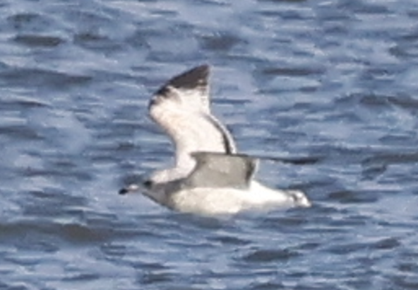 чайка sp. - ML645756336