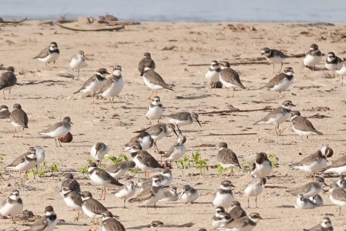 Western Sandpiper - ML645756339