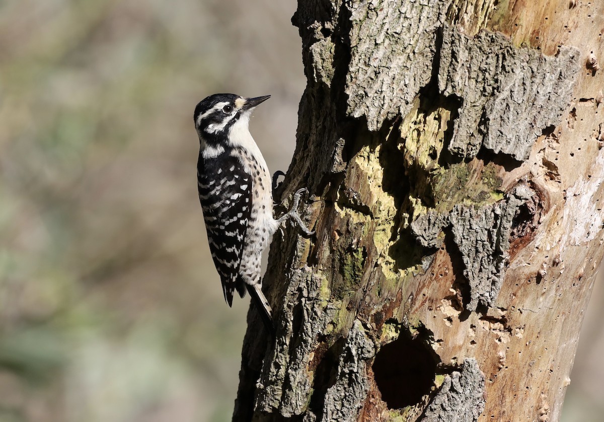 Nuttall's Woodpecker - ML645756344