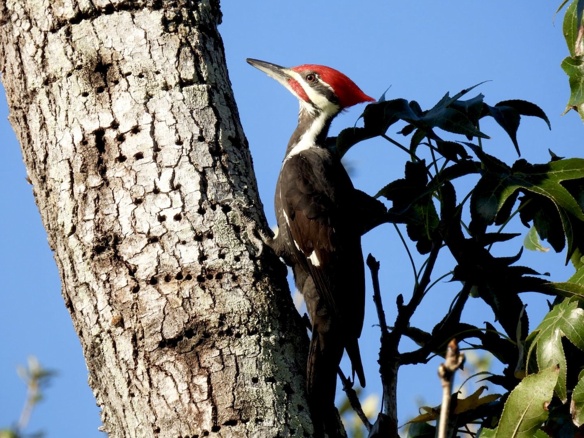 Pileated Woodpecker - ML645756345