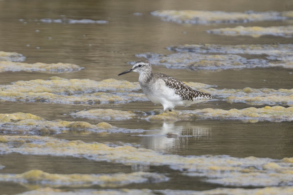 Wood Sandpiper - ML645756367