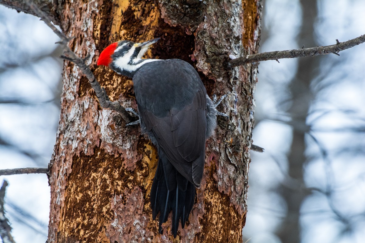 Kuzey Amerika Kara Ağaçkakanı - ML645756368