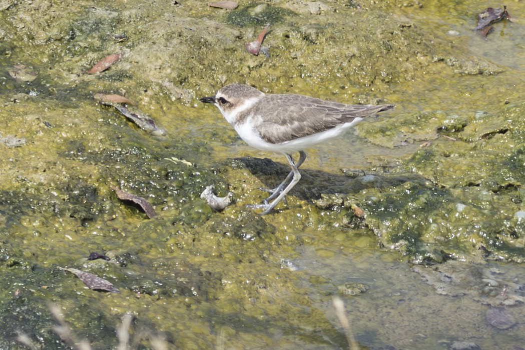 kulík jávský - ML645756370