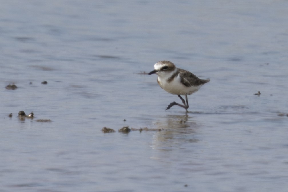 kulík jávský - ML645756371