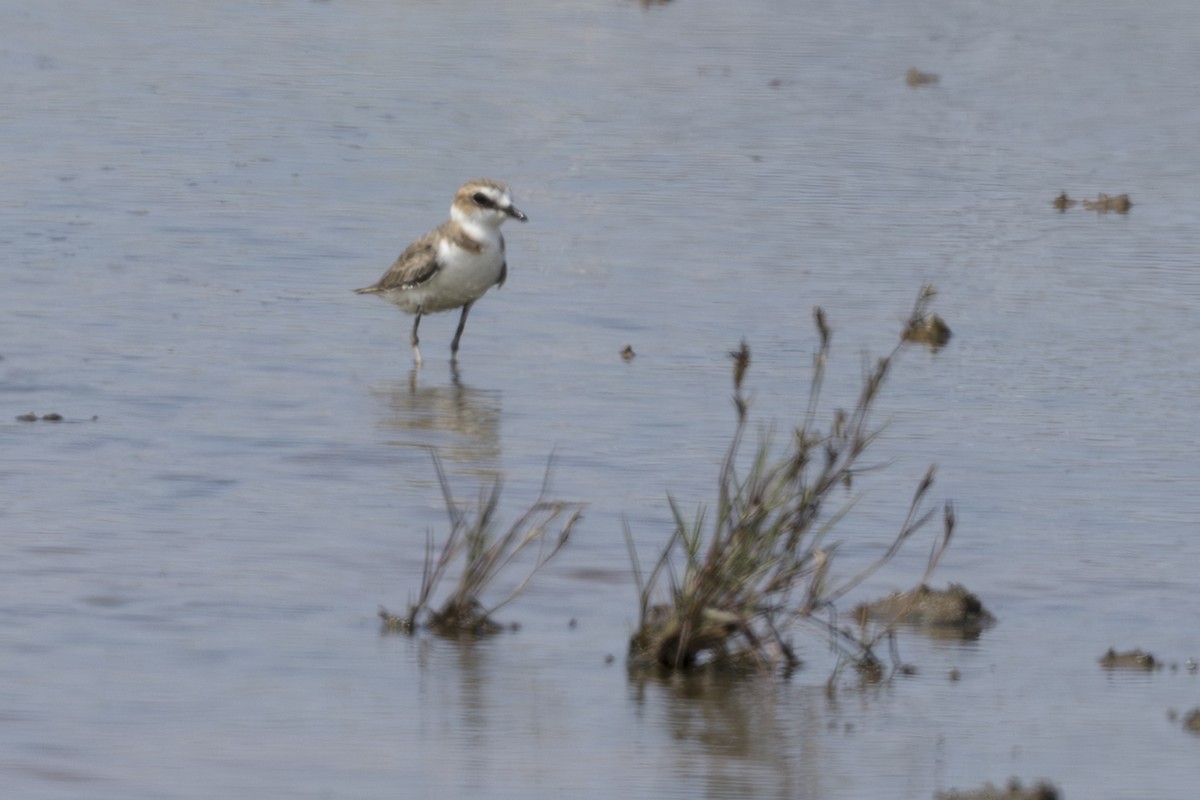 kulík jávský - ML645756372