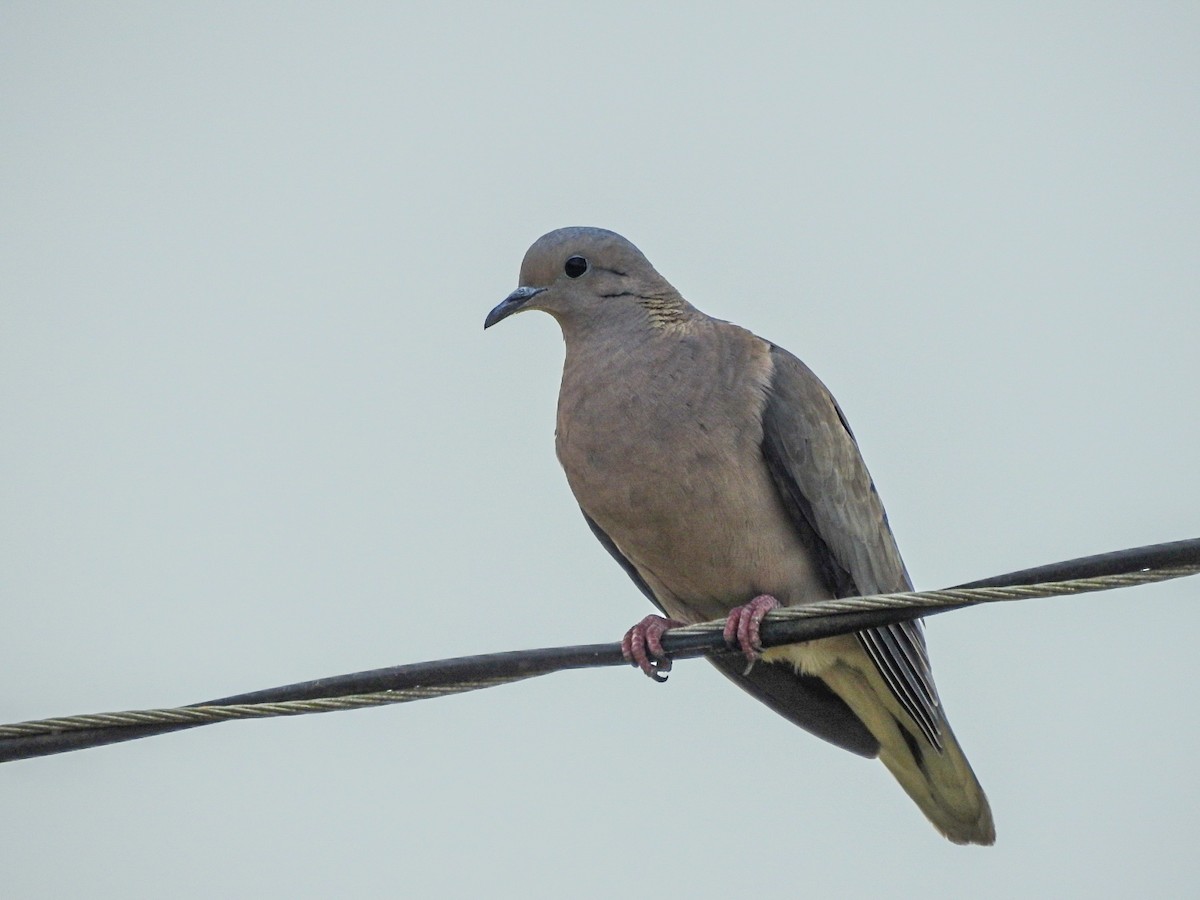 Eared Dove - ML645756380