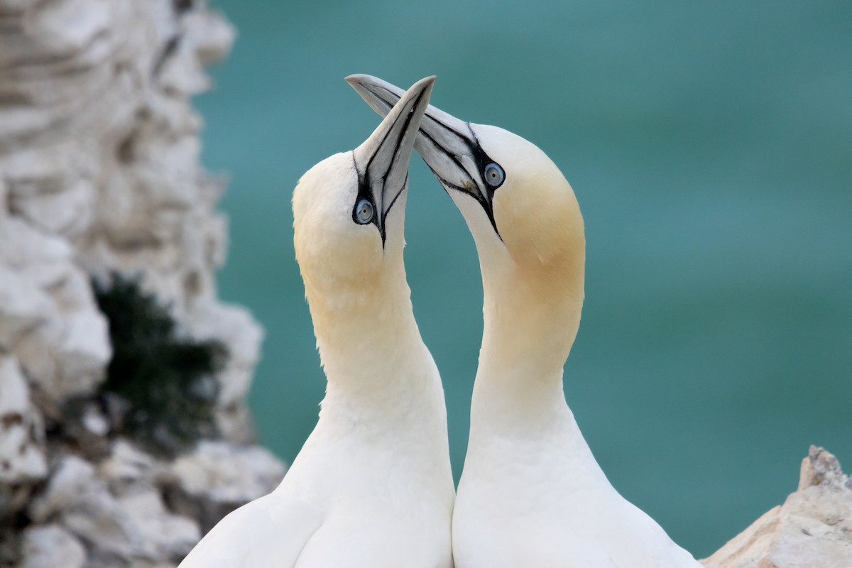 Northern Gannet - ML645756384