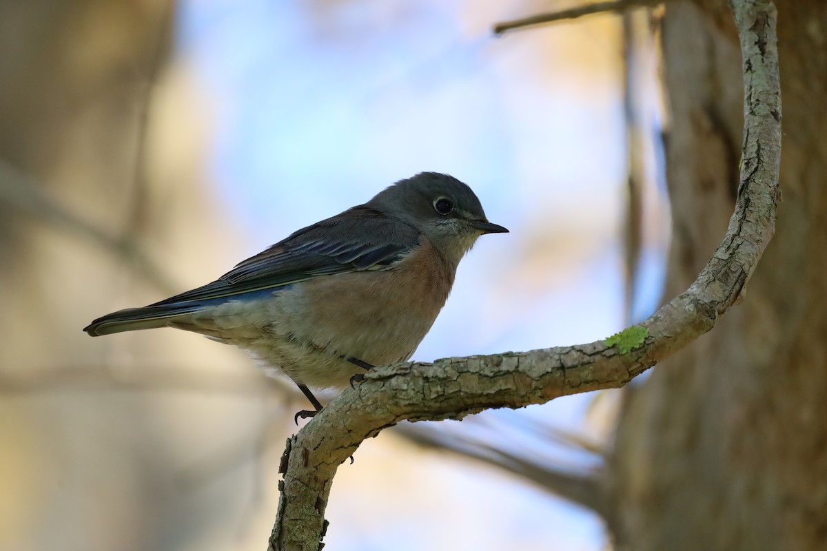 Western Bluebird - ML645756387