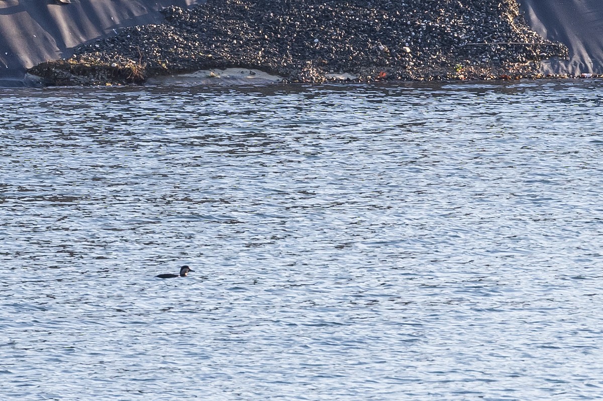 amerikasvartand - ML645756395