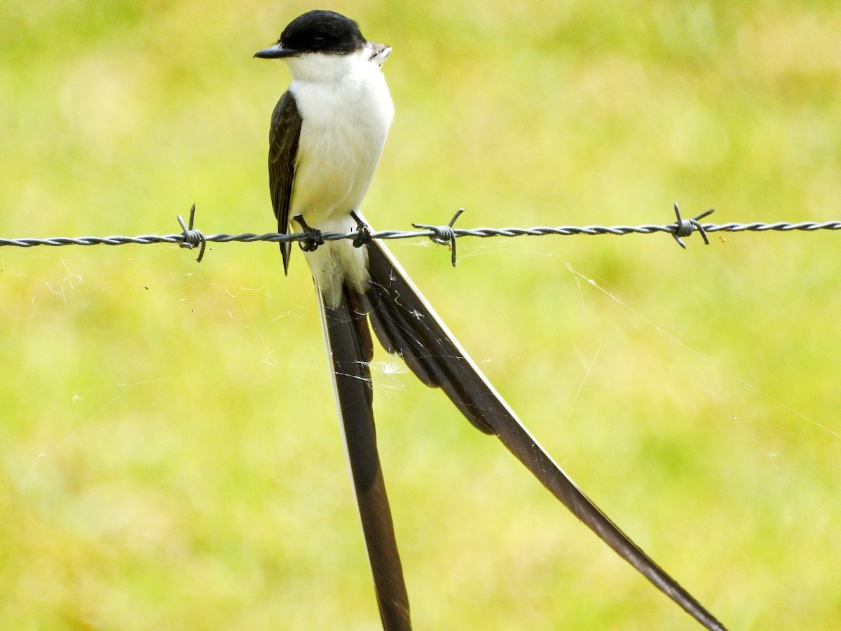 Fork-tailed Flycatcher (savana) - ML645756396