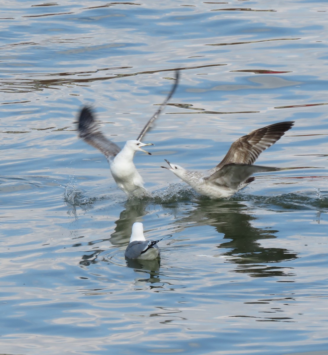 Caspian Gull - ML645756398