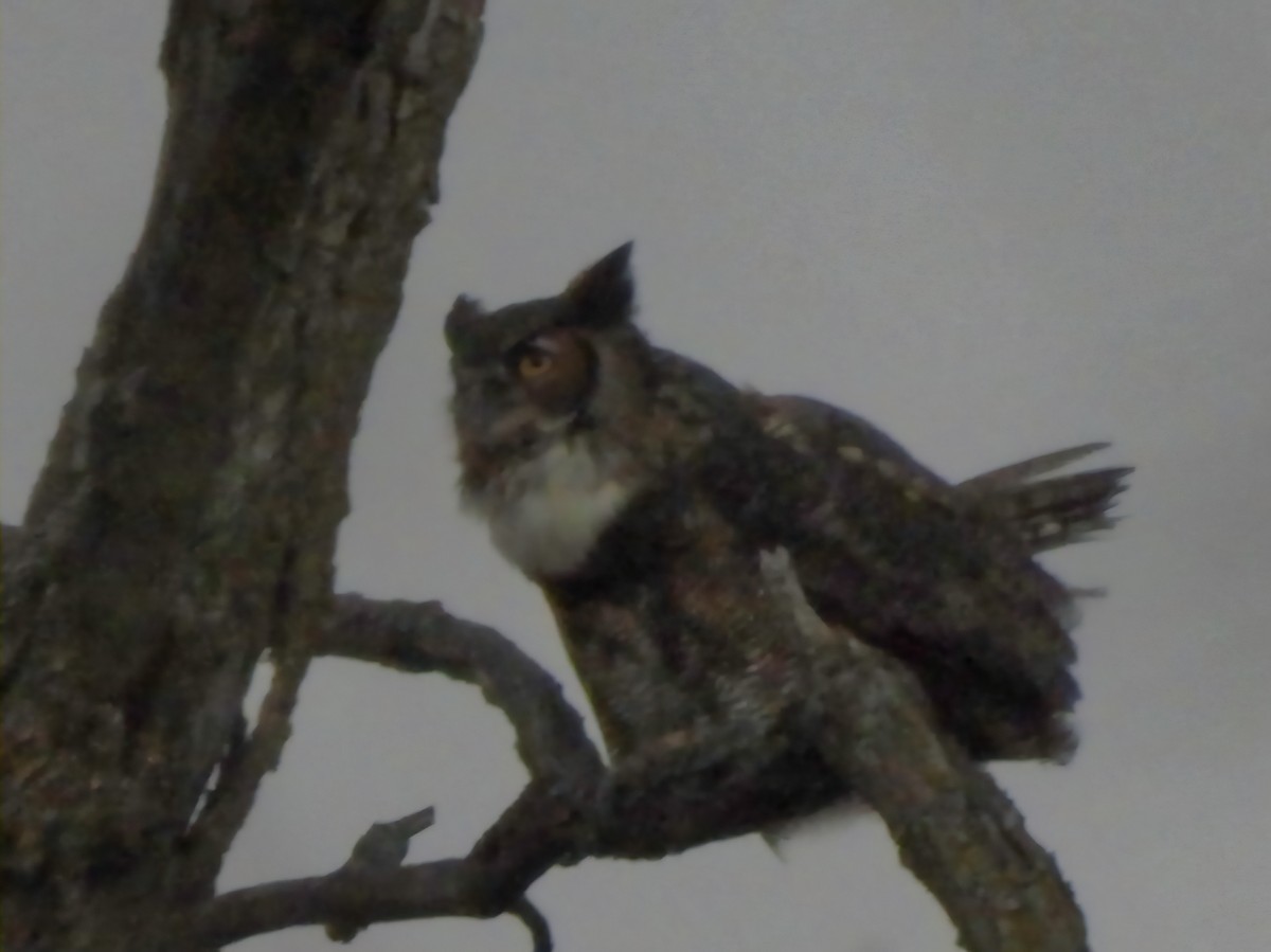 Great Horned Owl - ML645756400