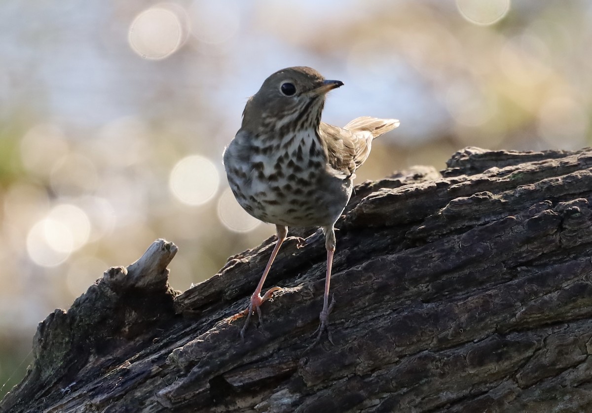 Hermit Thrush - ML645756401