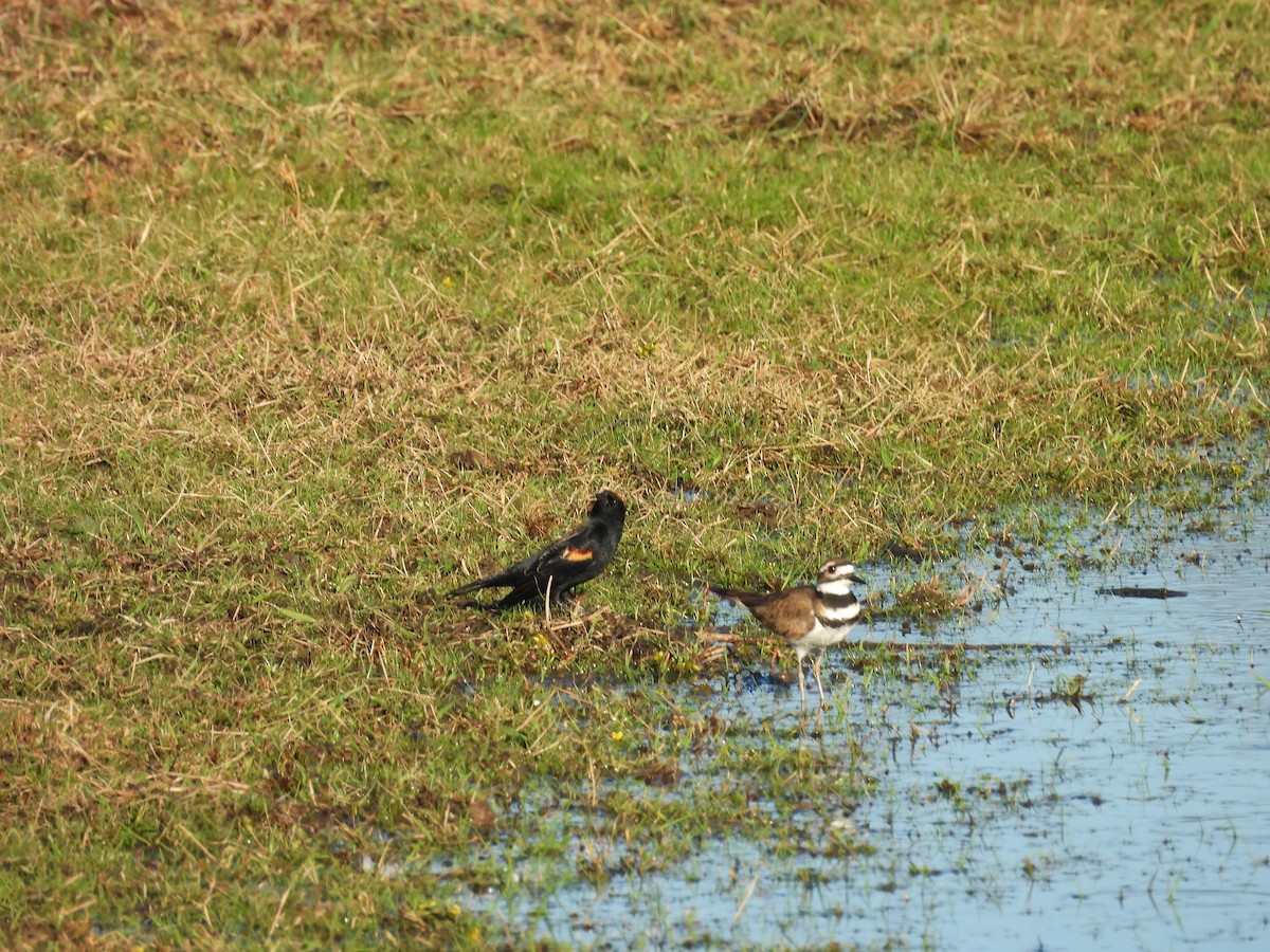 Red-winged Blackbird - ML645756414