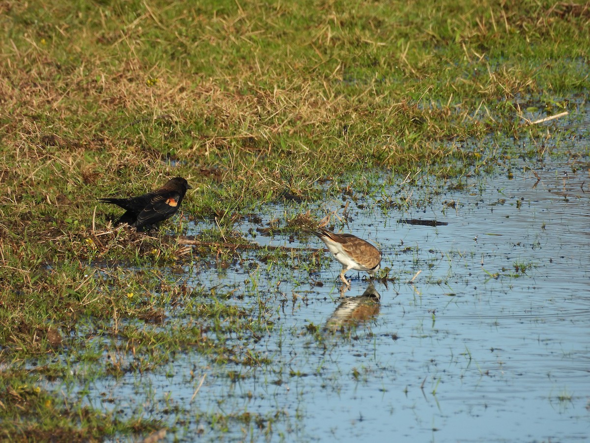 Red-winged Blackbird - ML645756415