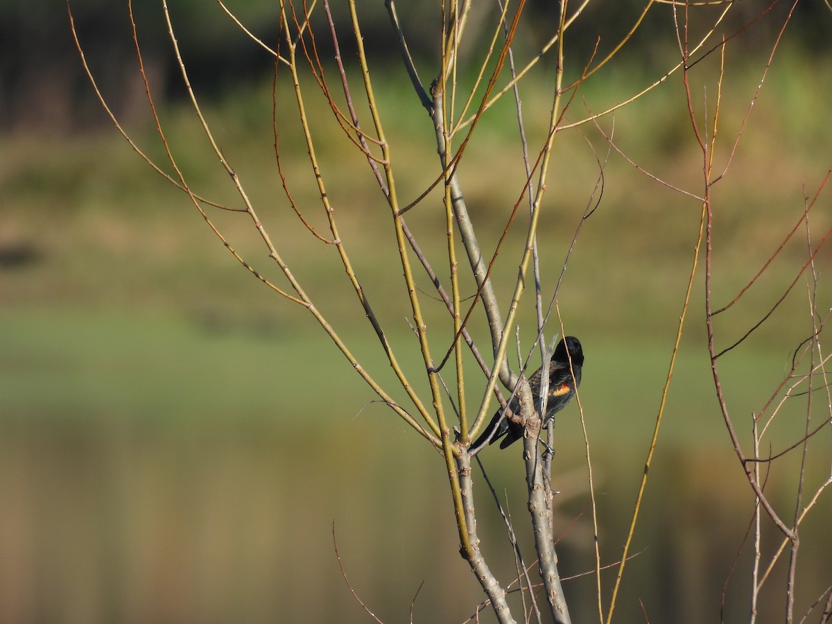 Red-winged Blackbird - ML645756417