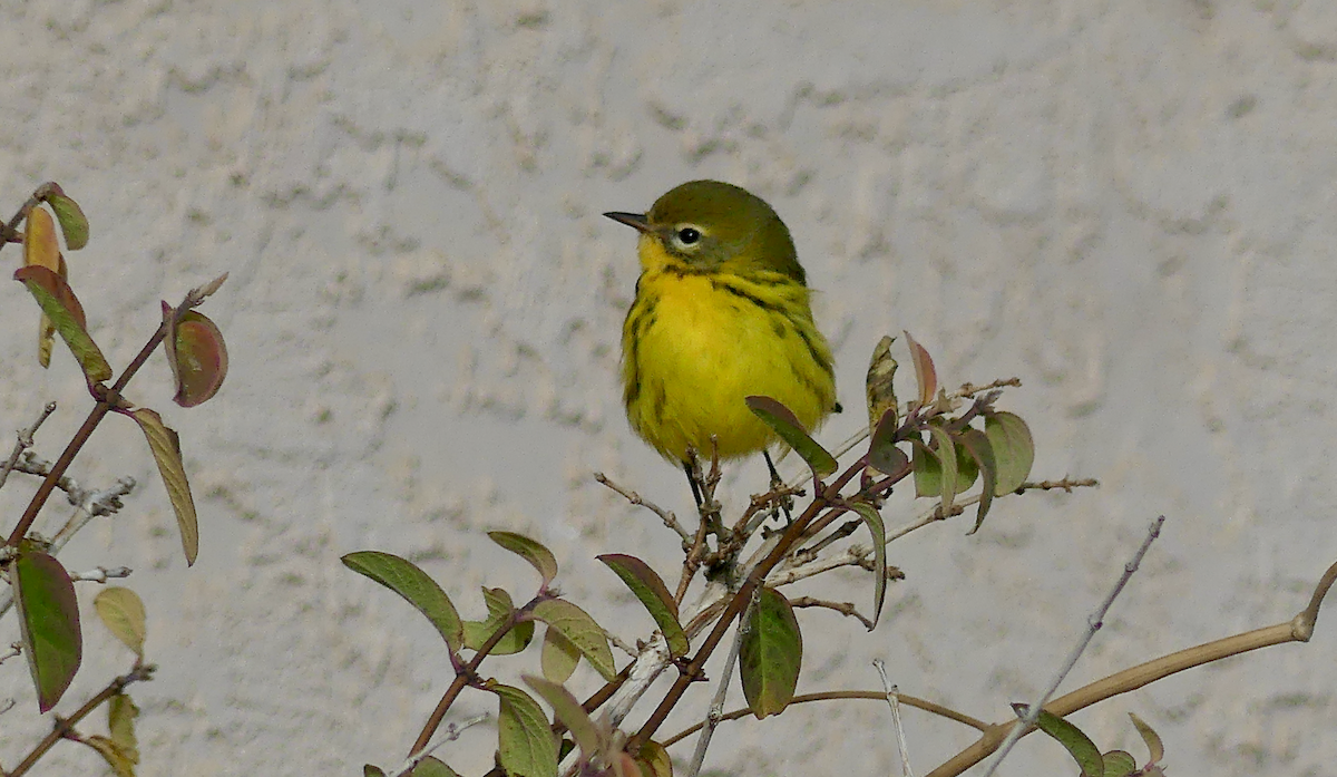 Prairie Warbler - ML645756419
