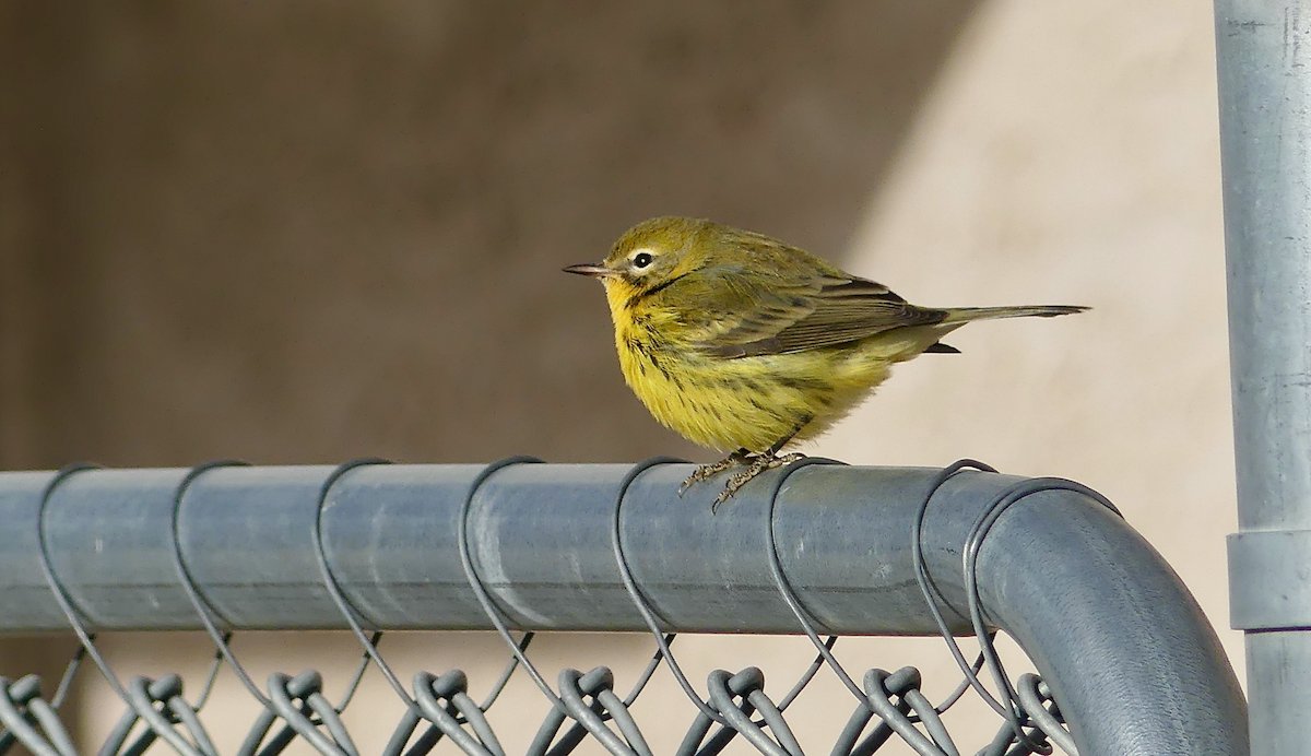 Prairie Warbler - ML645756422