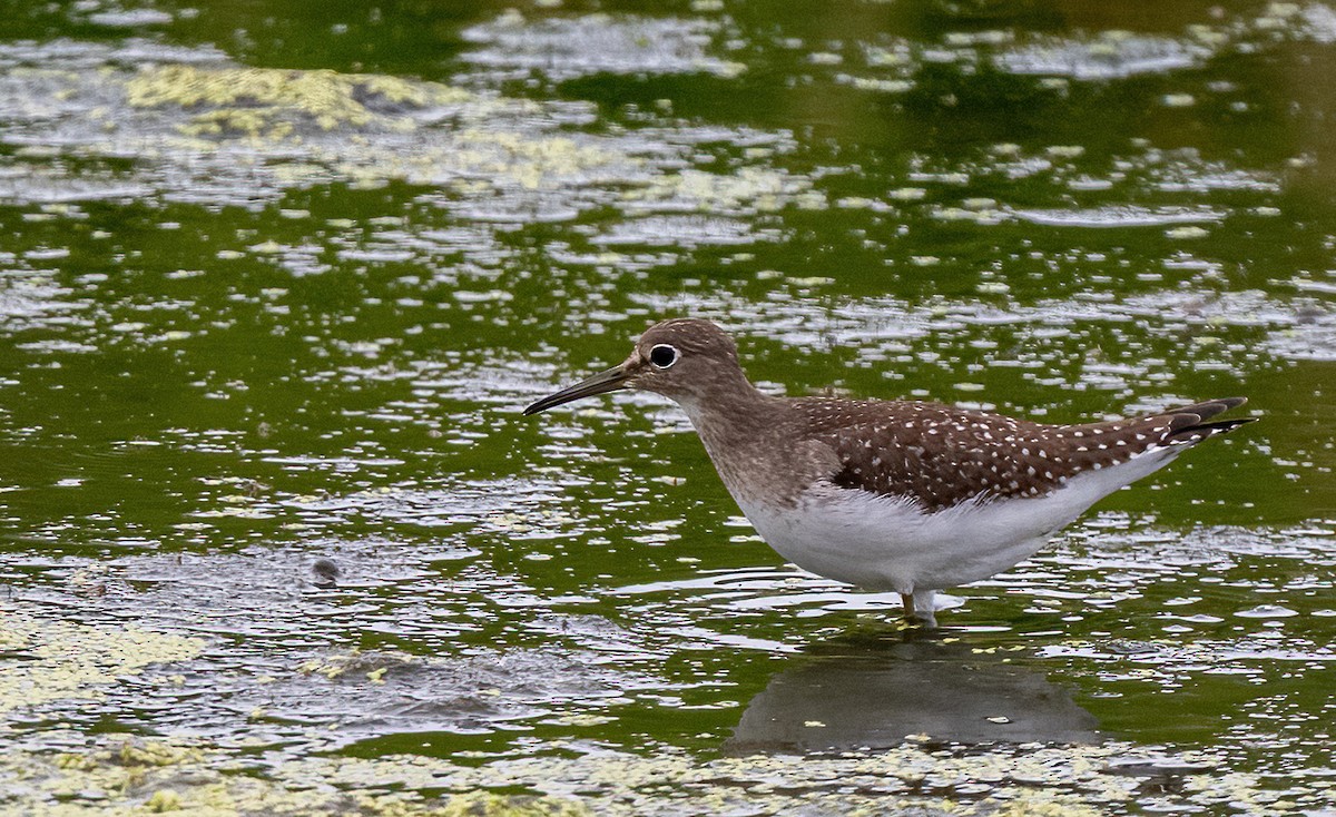 Solitary Sandpiper - ML645756425
