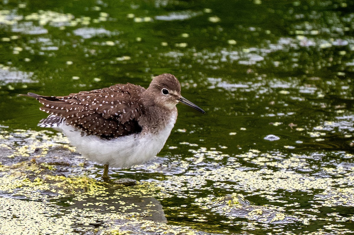 Solitary Sandpiper - ML645756426