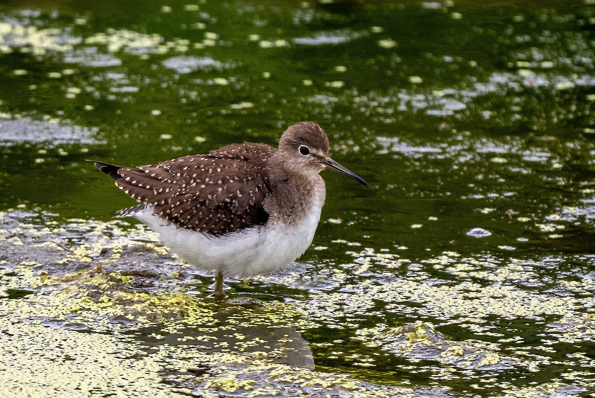 Solitary Sandpiper - ML645756427