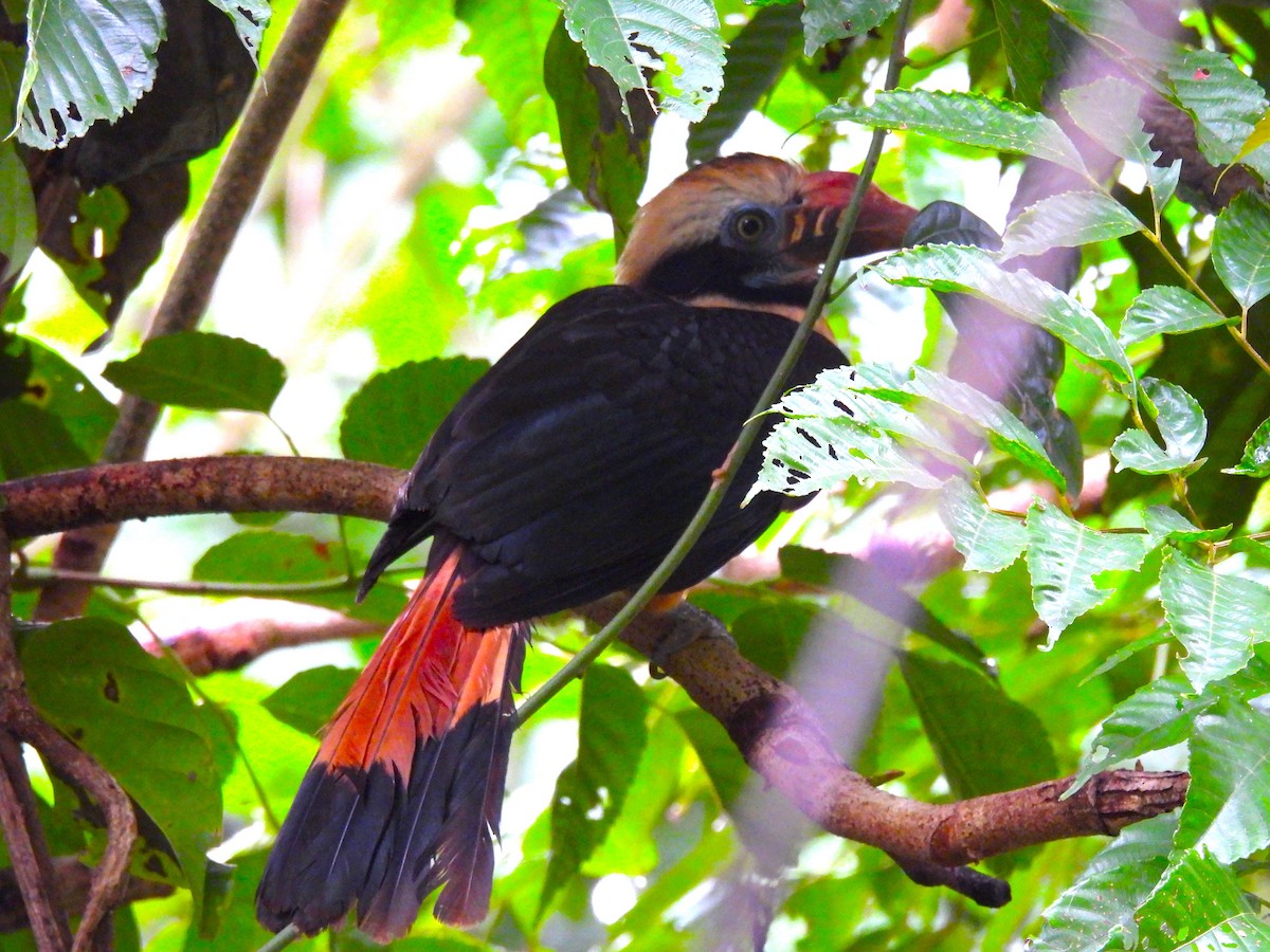 Mindoro Hornbill - ML645756428