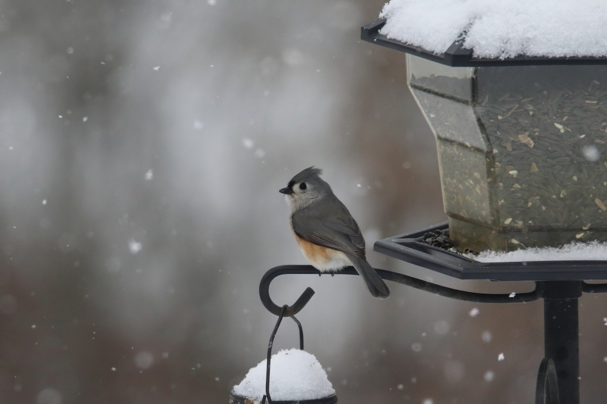 gråduskmeis - ML645756429